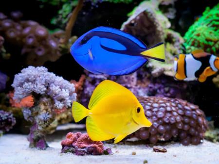 Tổng quan về bể cá nước mặn