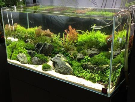 Bao lâu thì cần thay nước trong hồ thủy sinh?