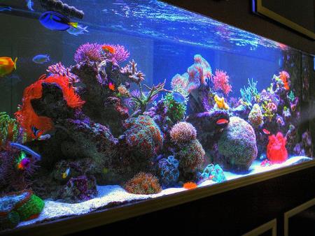 Một số câu hỏi thường gặp về NO3 trong bể cá nước mặn và cách xử lý