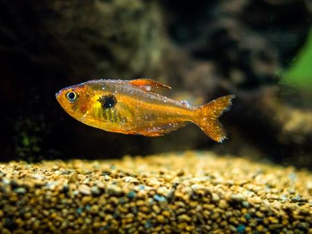 Tìm hiểu về bệnh đốm trắng ở cá cảnh