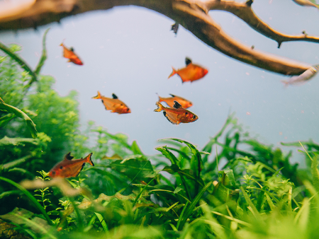 Cách làm trong nước bể cá cảnh đơn giản