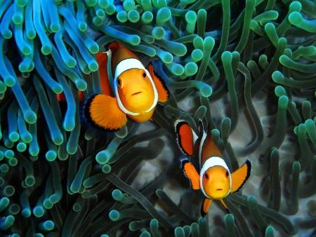 Hải quỳ là gì? Hải quỳ sinh sản, dinh dưỡng, di chuyển thế nào?