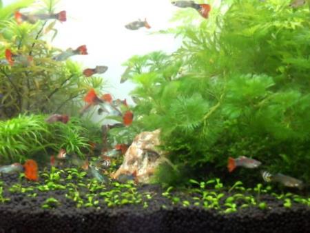 Các nguyên nhân gây đục hồ thủy sinh, cá cảnh