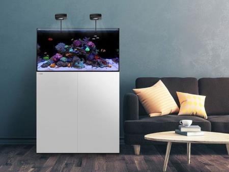 Bể san hô 50x35 lọc vách