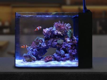 Bể san hô cubic 35x35 lọc vách