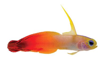 Cá bống cờ lửa Purple Firefish