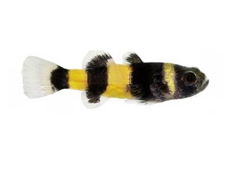 Cá bống mắt tre