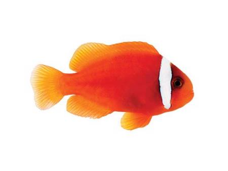 Cá hề cà chua – Tomato Clownfish