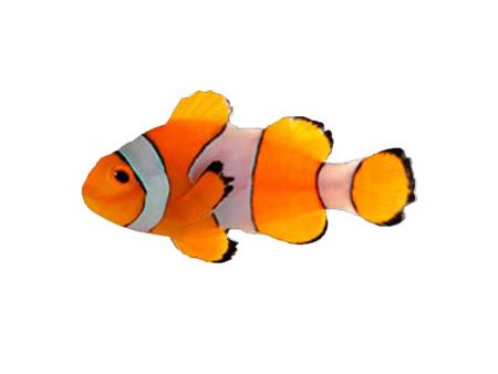 Cá hề - Cá Nemo cam