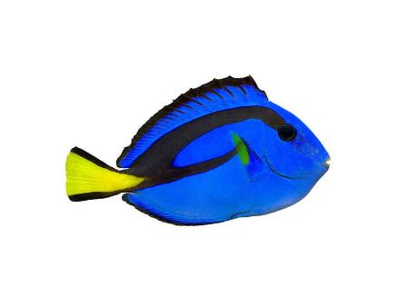 Cá nẻ xanh Dory