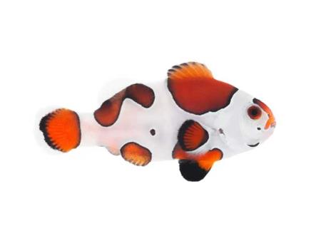 Cá Nemo đột biến mocha storm