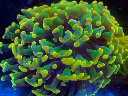 San hô Búa Hammer Coral