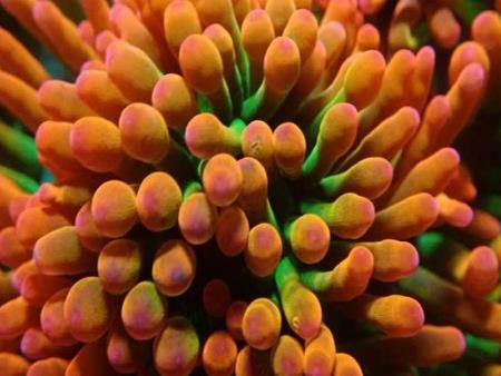 San hô Quỳ vú Bubble Anemone