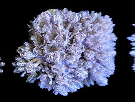 San hô Xenia Coral