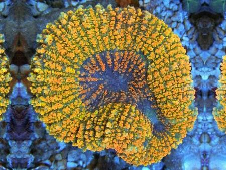 San hô Xương gai Lobed Brain Coral