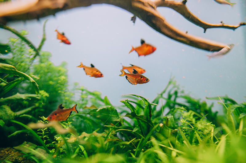 Hồ cá nước sạch&nbsp;trong veo