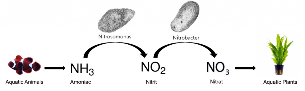 Chu trình Nito hoàn chỉnh