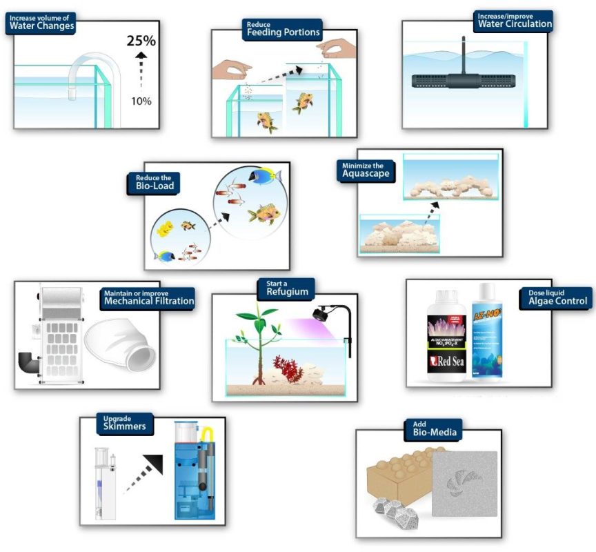 Các phương pháp kiểm soát NO3&nbsp;trong bể cá