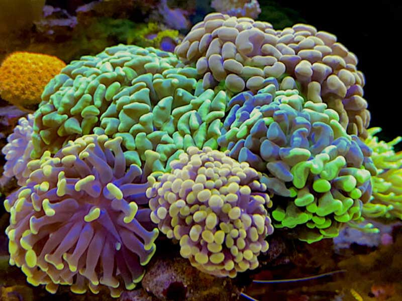 San hô búa&nbsp;(Euphyllia)