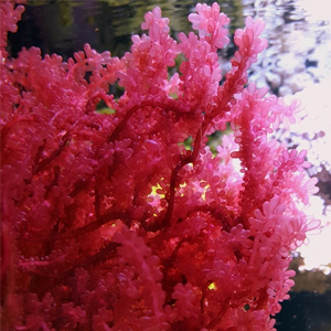 Tảo biển